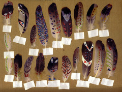 Large Group Painted Feathers