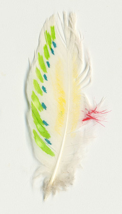 0008 Feathers